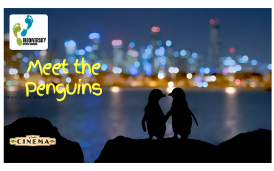 BIODIVERSITY VH PRESENTS “MEET THE PENGUINS”