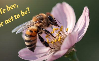 To bee, or not to be? November 9th Presented by Biodiversity Victor Harbor